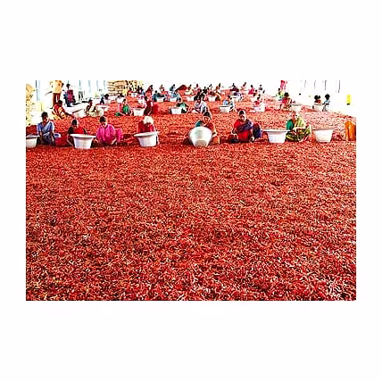 Dried red chillies-3