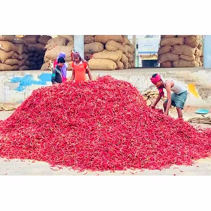 Dried red chillies-4