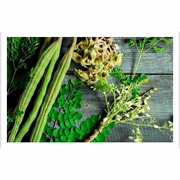drumsticks moringa