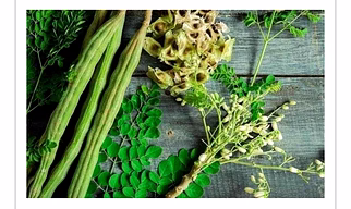 Drumsticks Moringa