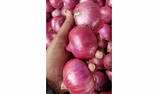 Onion