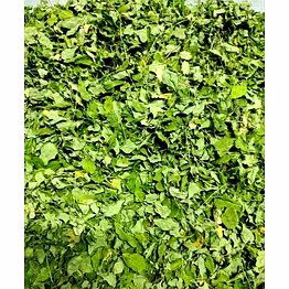 moringa dry leaf