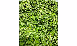 Moringa Dry leaf