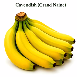cavendish (grand naine) for importers and b2b buyers | diyantha global fruits export-ready supply