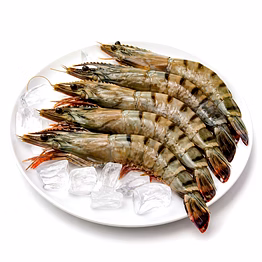 sea tiger (st) for importers and b2b buyers | diyantha global seafoods export-ready supply