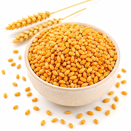sharbati wheat for importers and b2b buyers | diyantha global rice & grains export-ready supply