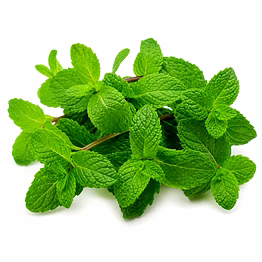 mint leaves (pudina) for importers and b2b buyers | diyantha global fresh vegetables export-ready supply