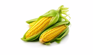 Corn – Golden Yield