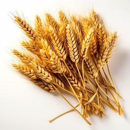 arcreed exim house wheat – bread of legacy