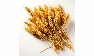 Wheat – Bread of Legacy