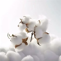 arcreed exim house raw cotton – breath of purity