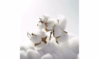 Raw Cotton – Breath of Purity