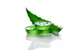 Aloe barbadensis miller – Elixir of Restoration