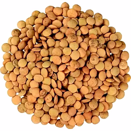 arcreed exim house lentils – pulse of purity