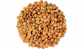 Lentils – Pulse of Purity