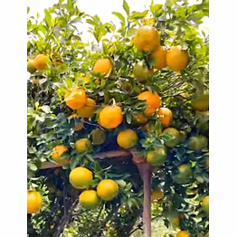 fresh oranges
