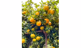 fresh oranges