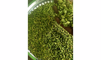 Bold green cardamom 8mm