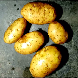 fresh potatos