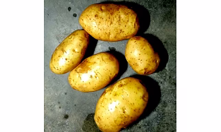 fresh potatos