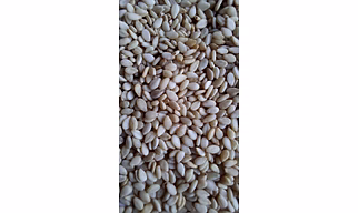 White Sesam Seeds