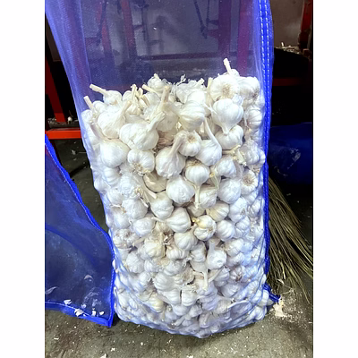 fresh garlic wholesale – bhagat maharaja garlic | fresh garlicmesh bag wholesale fresh loose garlic for b2b importers, wholesalers and distributors – bhagat brothers