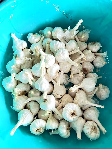 Fresh Garlic Wholesale – Bhagat Maharaja Garlic | Fresh garlicMesh Bag  wholesale Fresh loose garlic for B2B Importers, Wholesalers and Distributors – Bhagat Brothers