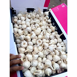 garlic mesh bag supplier – garlic mesh bag - box quality | fresh garlic mesh bag wholesale fresh loose garlic for b2b importers, wholesalers and distributors – bhagat brothers