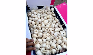 Garlic Mesh Bag Supplier – Garlic Mesh Bag - Box Quality | Fresh garlic Mesh Bag wholesale Fresh loose garlic for B2B Importers, Wholesalers and Distributors – Bhagat Brothers