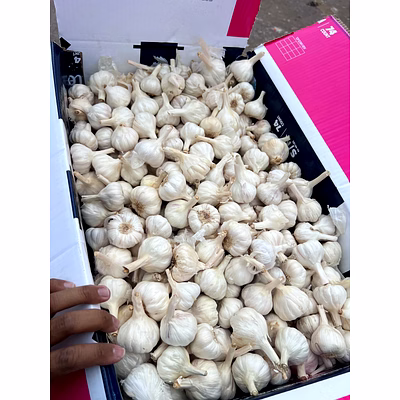 garlic mesh bag supplier – garlic mesh bag - box quality | fresh garlic mesh bag wholesale fresh loose garlic for b2b importers, wholesalers and distributors – bhagat brothers