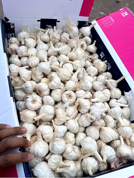 Garlic Mesh Bag Supplier – Garlic Mesh Bag - Box Quality | Fresh garlic Mesh Bag wholesale Fresh loose garlic for B2B Importers, Wholesalers and Distributors – Bhagat Brothers