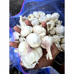 fresh garlic wholesale – loose garlic - selected quality | fresh garlic wholesale fresh loose garlic for b2b importers, wholesalers and distributors – bhagat brothers