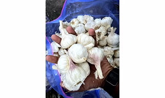 Fresh Garlic Wholesale – Loose Garlic - Selected Quality | Fresh garlic wholesale Fresh loose garlic for B2B Importers, Wholesalers and Distributors – Bhagat Brothers