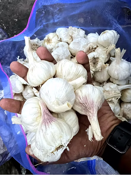 Fresh Garlic Wholesale – Loose Garlic - Selected Quality | Fresh garlic wholesale Fresh loose garlic for B2B Importers, Wholesalers and Distributors – Bhagat Brothers