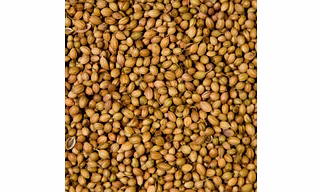 Coriander Seeds