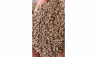 Cumin Seed