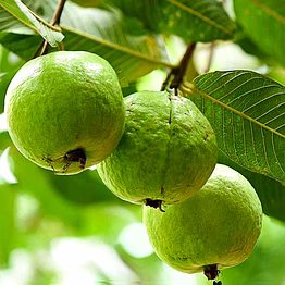 guava fruit