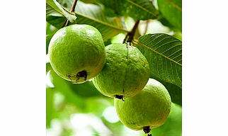 guava fruit