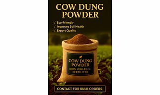 Cow dung powder