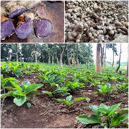 kamadhei premium black ginger powder for vitality and wellness boost