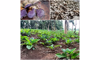 Premium Black Ginger Powder for Vitality and Wellness Boost