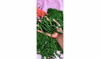 Green chilly india