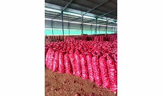 Onion