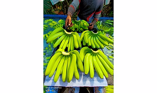 Banana