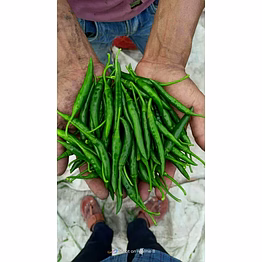 green chilli