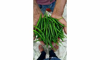 Green chilli
