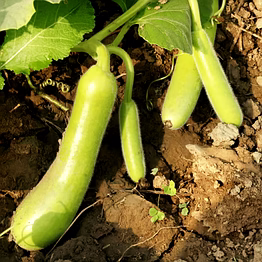 bottle gourd (lauki)