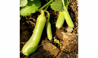 Bottle Gourd (Lauki)