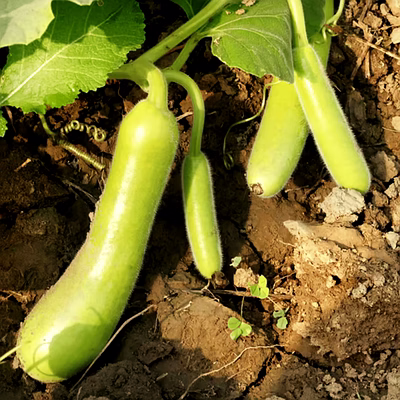 bottle gourd (lauki)