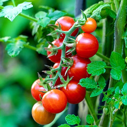 cherry tomato